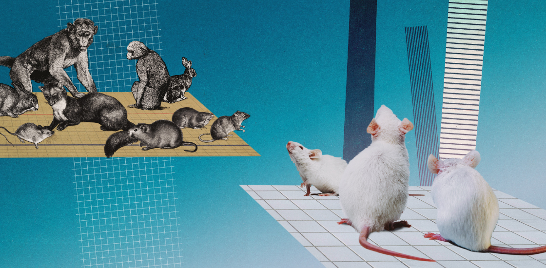 Collage illustration: Modern white lab mice look across an abyss to a cohort of historical illustrations of animals.