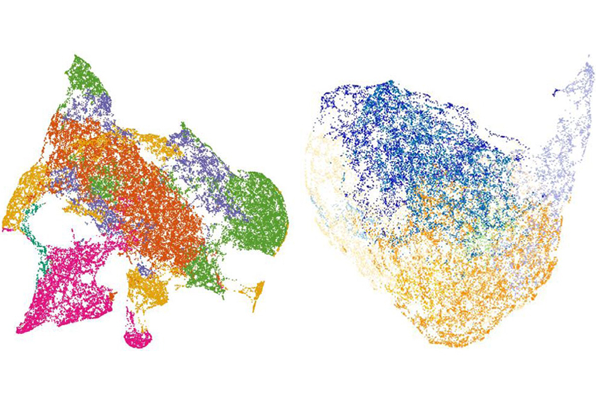 <b>Neuron nursery</b>: Gene expression patterns reveal different cell types that mature into neurons.