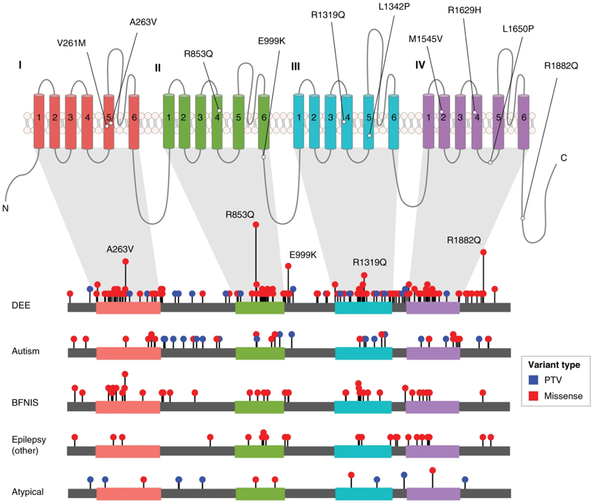Figure showing how SCN2A variants reveal genotype-to-phenotype relationships.