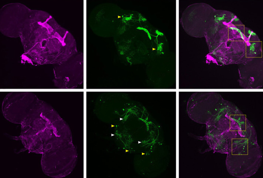A group of six images of fruit fly brains show networks in green and pink.