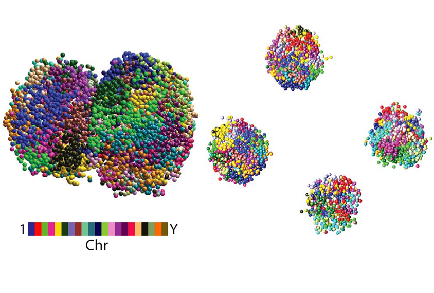 single celled zygote seen as a colorful cluster of dots, next to a four cell embryo, visualized in the same way.