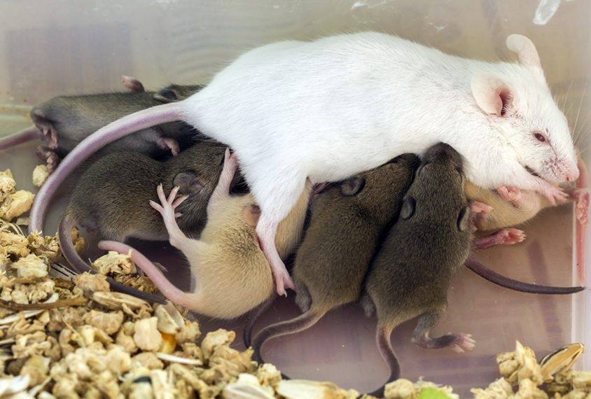 Female mouse with its litter of pups.