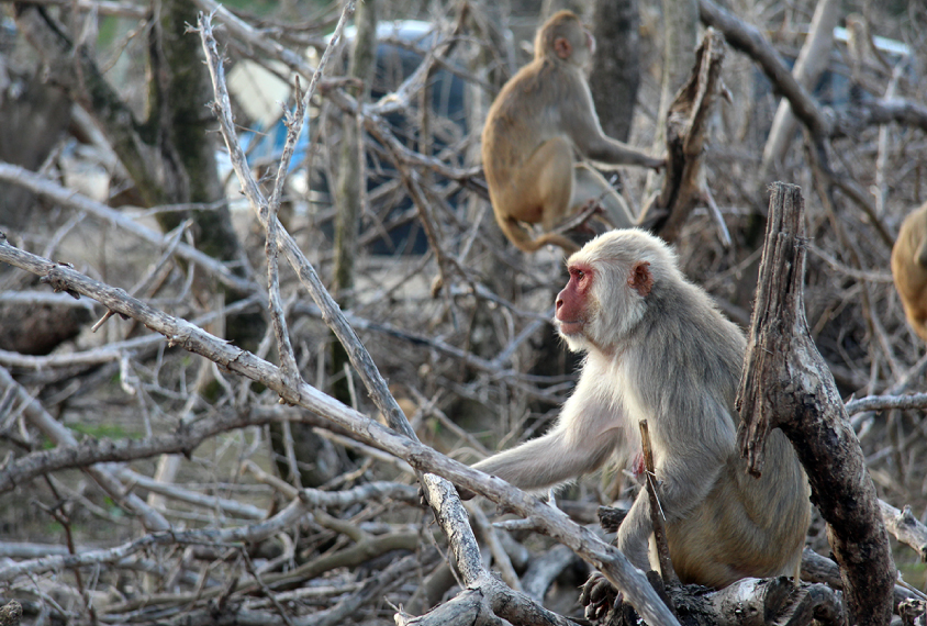 Macaques on dead trees on Cayo Santiago.