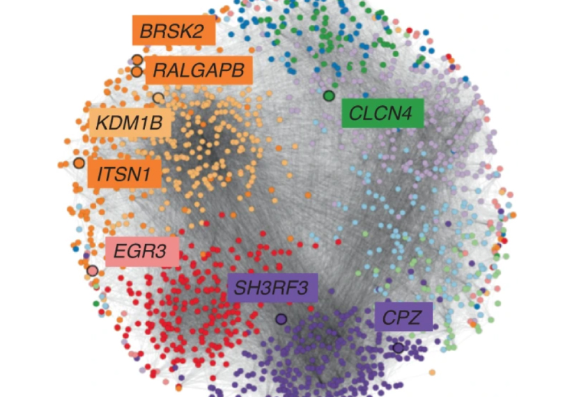 Network diagram which groups autism-linked genes according to their biological functions.