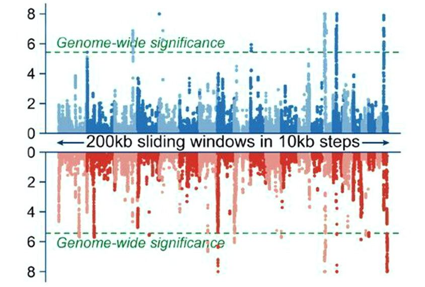 Chart compiling the deletions and duplications linked to various neurodevelopmental traits.