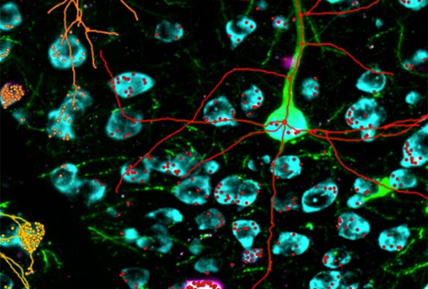 Neurons in green