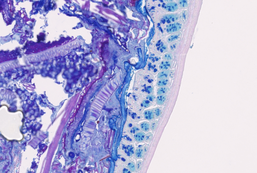 Mouse gut cells in blue, purple and pink