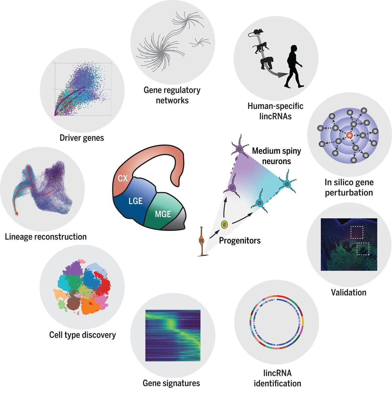 RNA from fetal striatum reveal hierarchies in early developent.