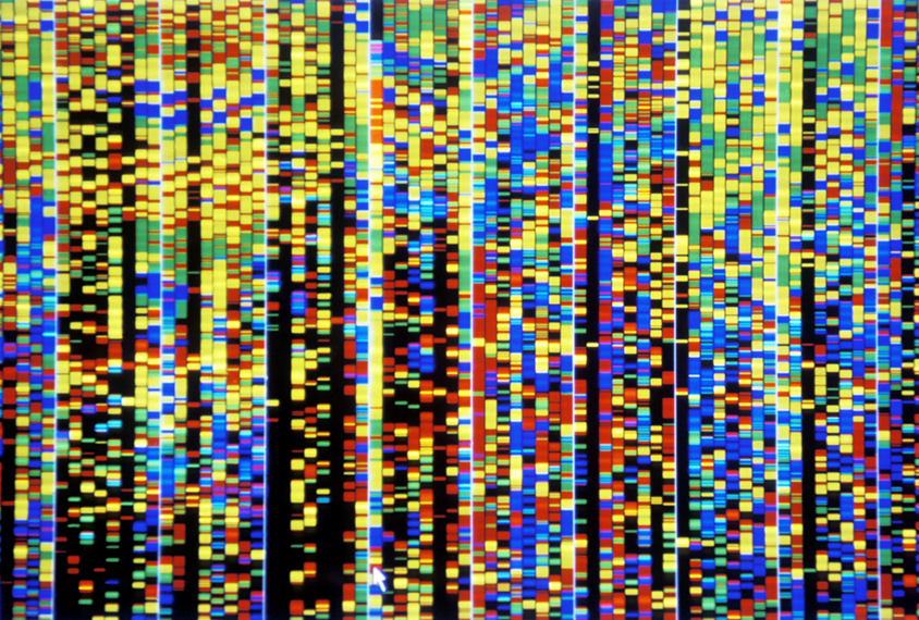 Computer screenshot showing bands of colour resulting from sequenced DNA.