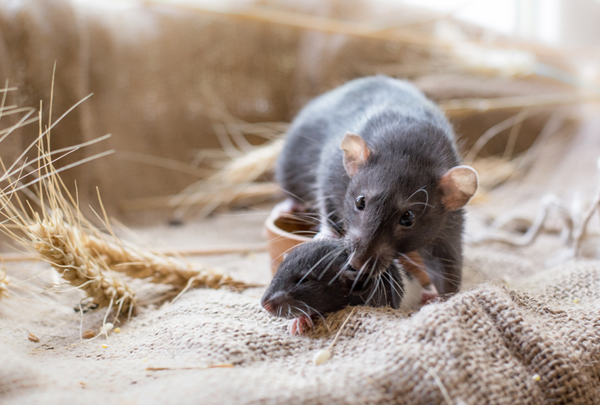 Brown rat mother and pup in rustic setting with burlap and wheat.