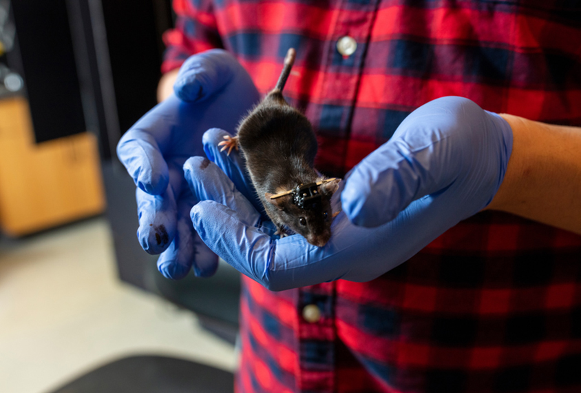 Researcher in red plaid shirt and blue nitrile gloves holds a lab mouse fitted with a fiber optic cannula, a needle-shaped glass piece that goes into the mouse's brain surrounded by a metal sleeve to which researchers attach a fiber optic patch cord.