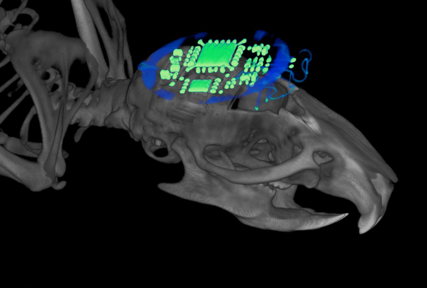 wireless optogenetic device glowing green on mouse brain.