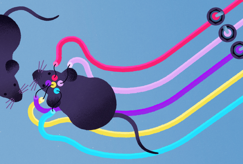 Illustration shows mouse with colorful wires attached, interacting with another mouse.