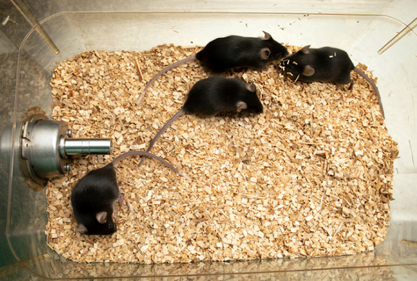 Four brown lab mice in a cage, top-down view, with one mouse away from the group.