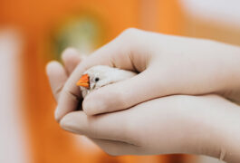 researcher holds zebrafinch