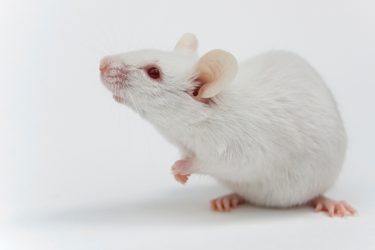 White mouse on white