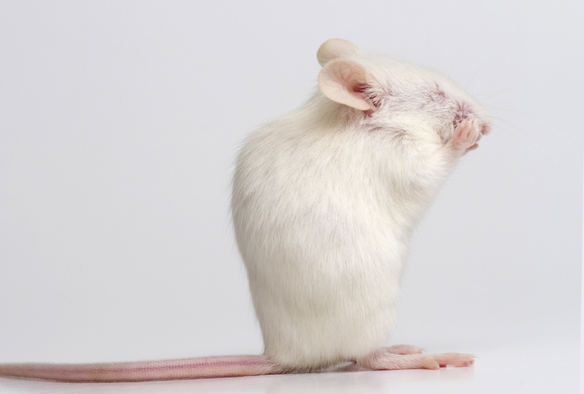 white lab mouse grooming.