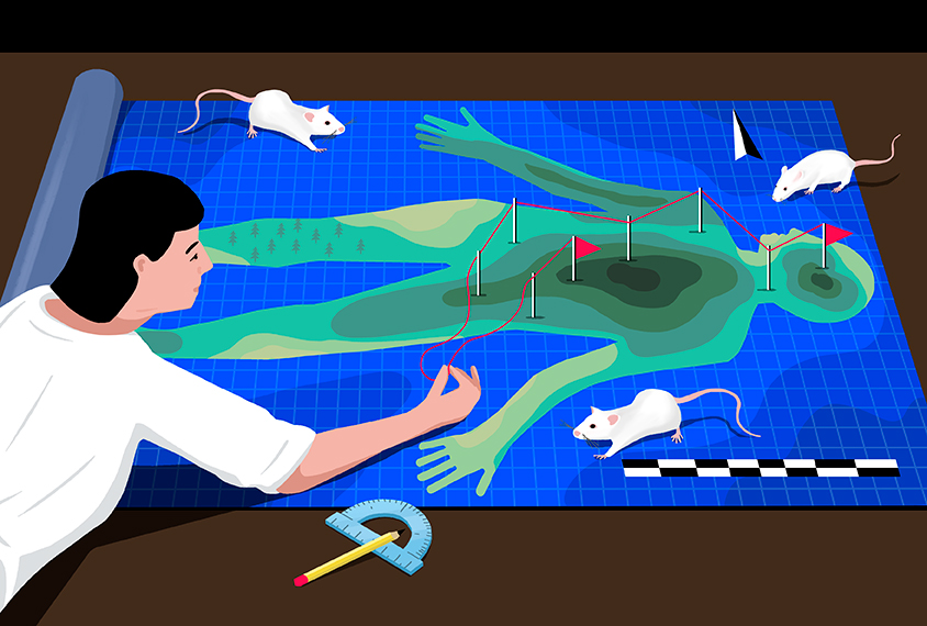 Illustration: a researcher wearing a white coat bends over a map of the human body. White lab mice scurry around the map.