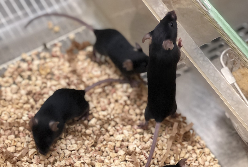 Black CDKL5 mice in a lab setting--three mice in a cage.