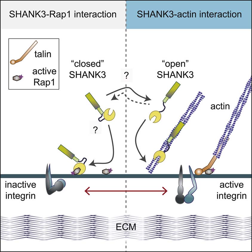 Diagram showing how the SHANK3 protein binds to Rap1 or to actin.