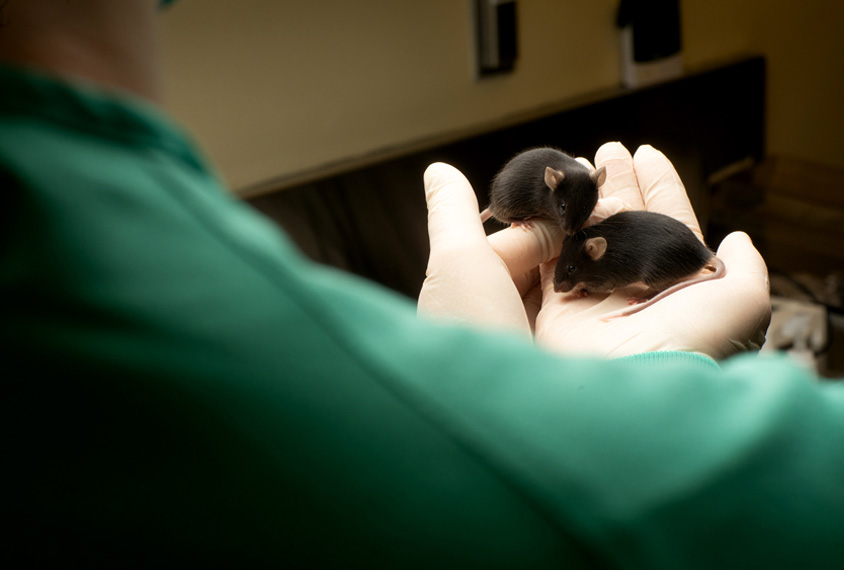 Photo: A scientist wearing a green shirt and white gloves holds two black laboratory mice. The viewer is looking over the scientist's shoulder at their cupped hands holding the mice.
