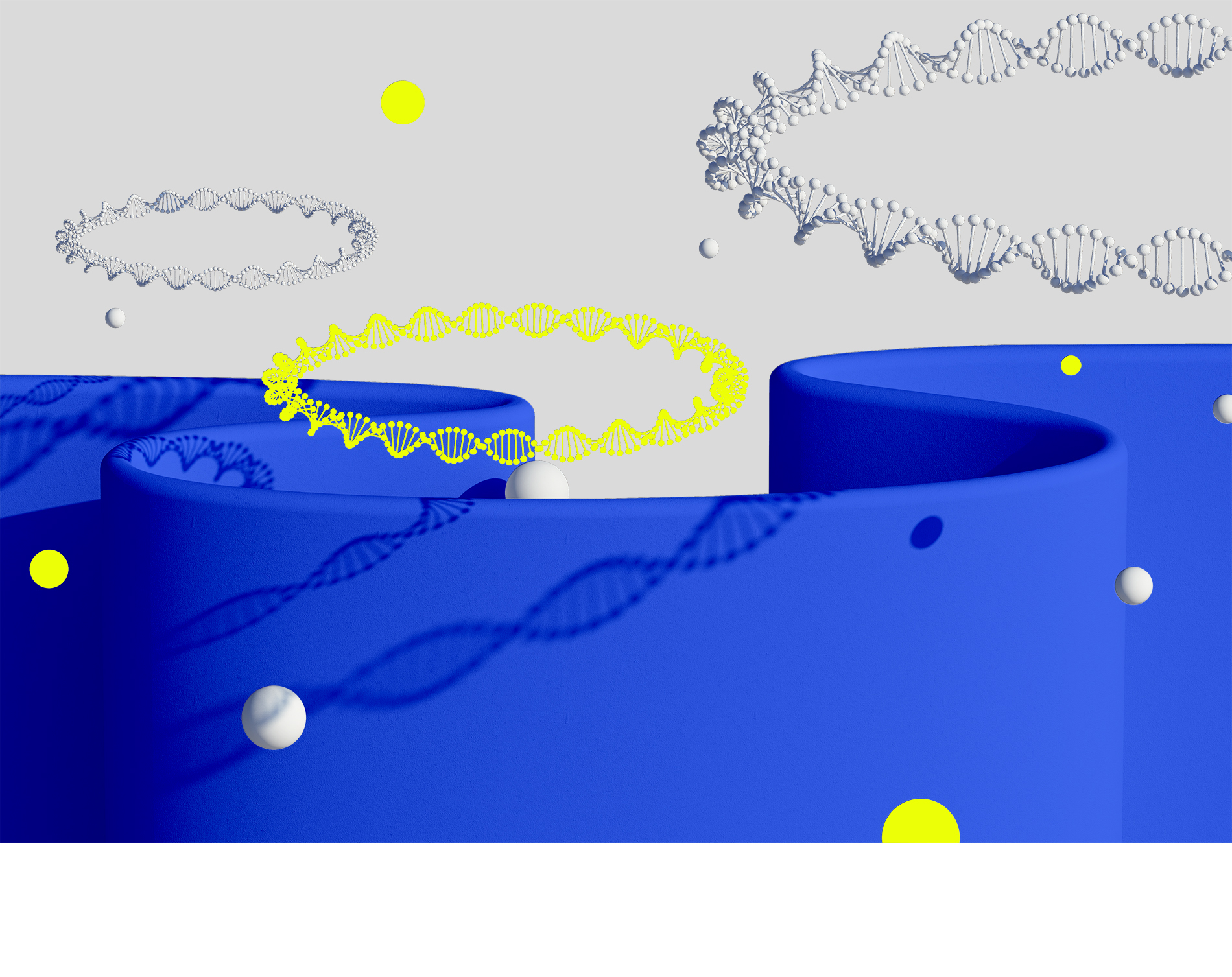 Illustration shows mitochondria walls and mitochondrial DNA loops.