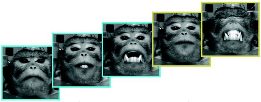 Photo series of different facial expressions in a monkey.