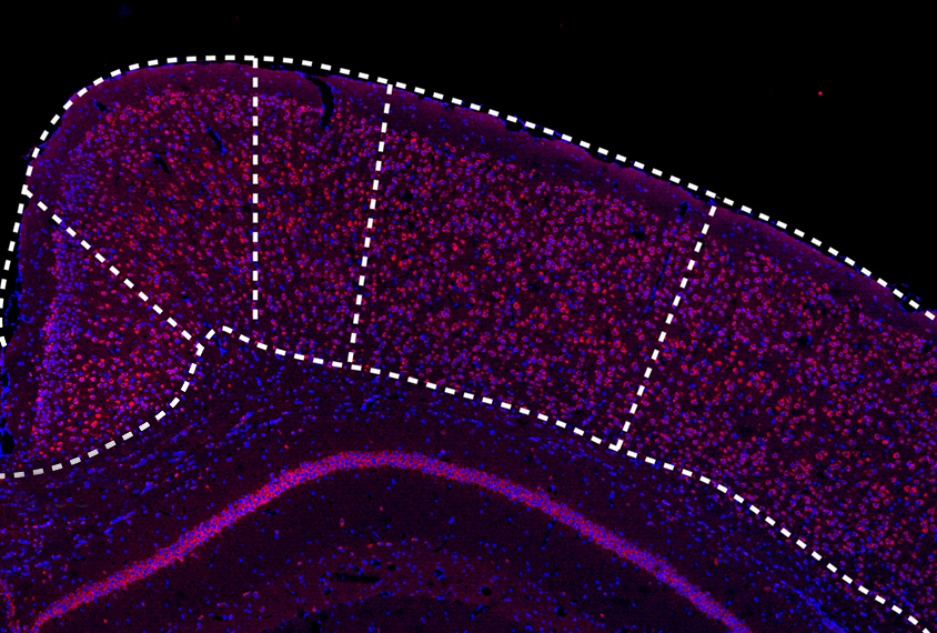Mouse cortex micrograph