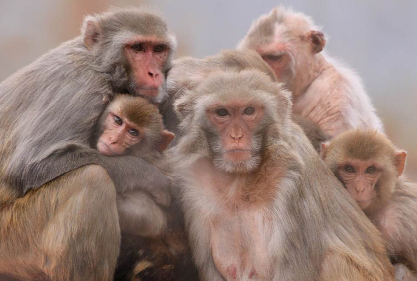 A family of Macaques aat the Yerkes National Primate Research Center Field Station, Lawrenceville, Georgia.