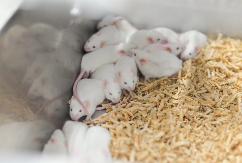 White lab mice bunched up in corner of cage.