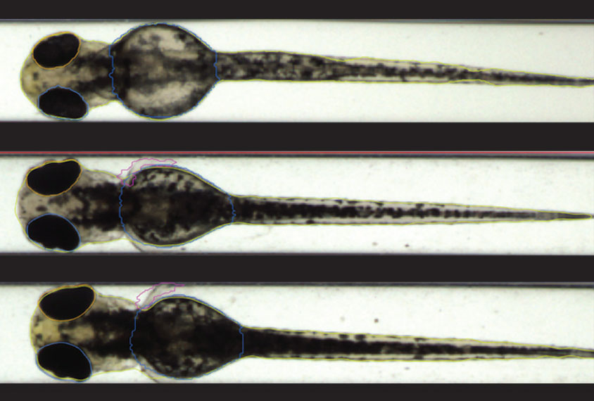 Three views of zebrafish.