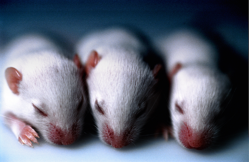 Lab mice (Mus musculus), tribe Balbc, three 13 day old babies with eyes still closed, laying side by side