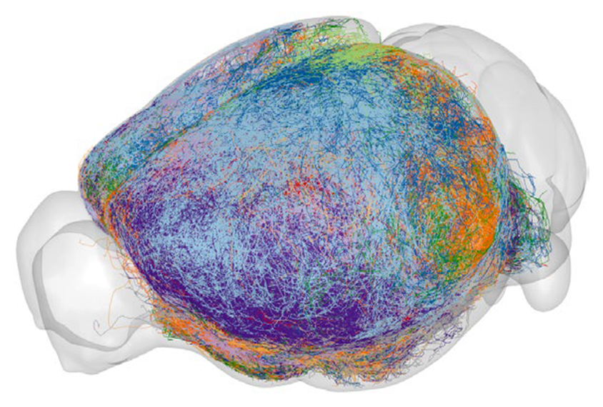 3D rendering of a mouse brain showing axons coming from the prefrontal cortex in various colors.