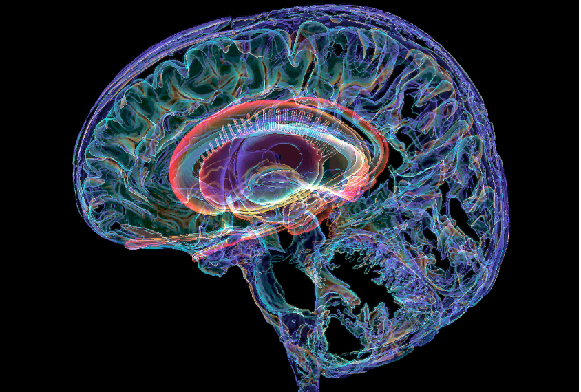 A cross-section of the human brain and limbic system