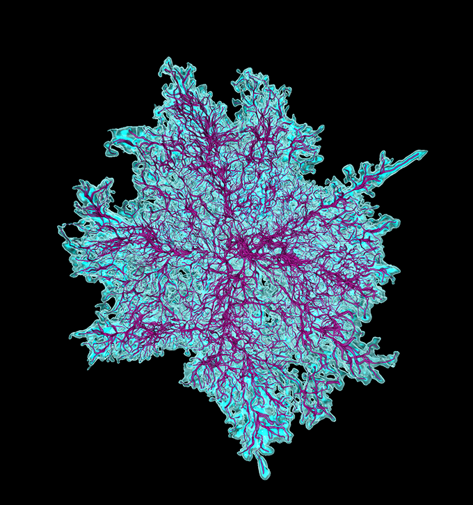 Photo of a single astrocyte (cyan) from the adult mouse cortex captured on a microscope. Astrocyte surface rendering (light cyan) and filament tracing (magenta) generated with Imaris Software