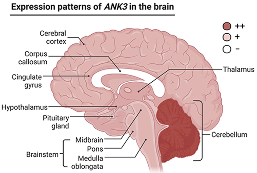 A cross-section diagram of the human brain showing the ANK3 gene concentrated in the cerebellum