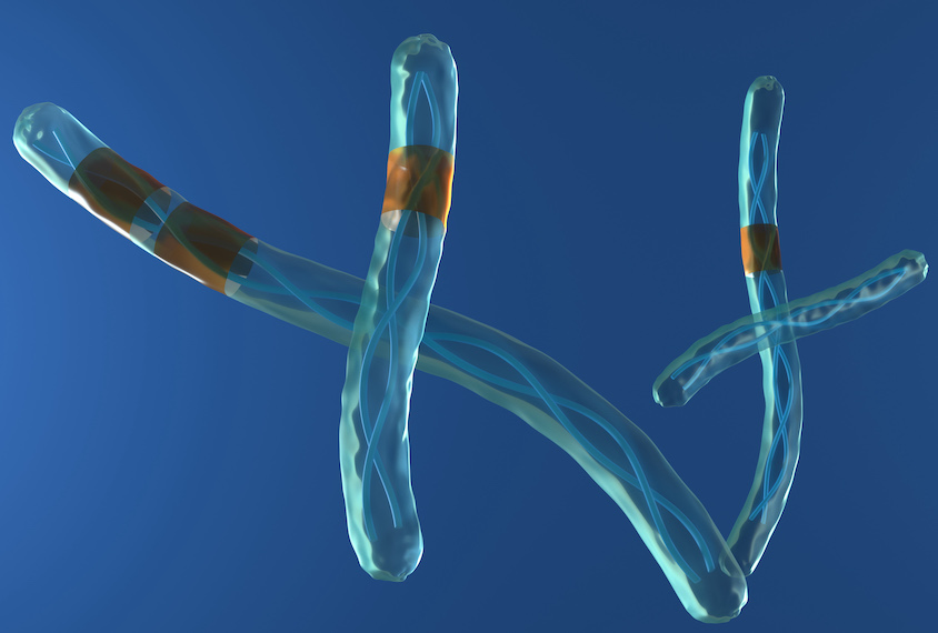 Illustration of two chromosomes with copy number variants.