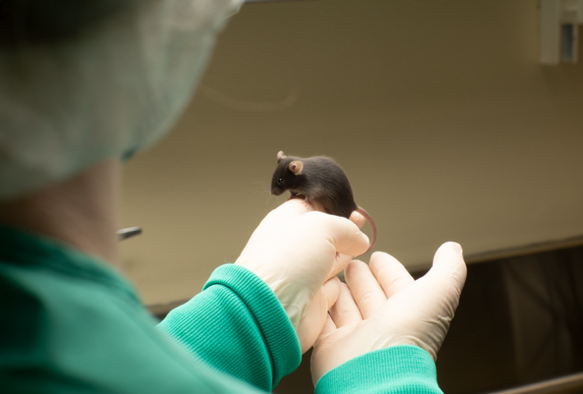 A brown lab mouse perches on a researcher's hand.
