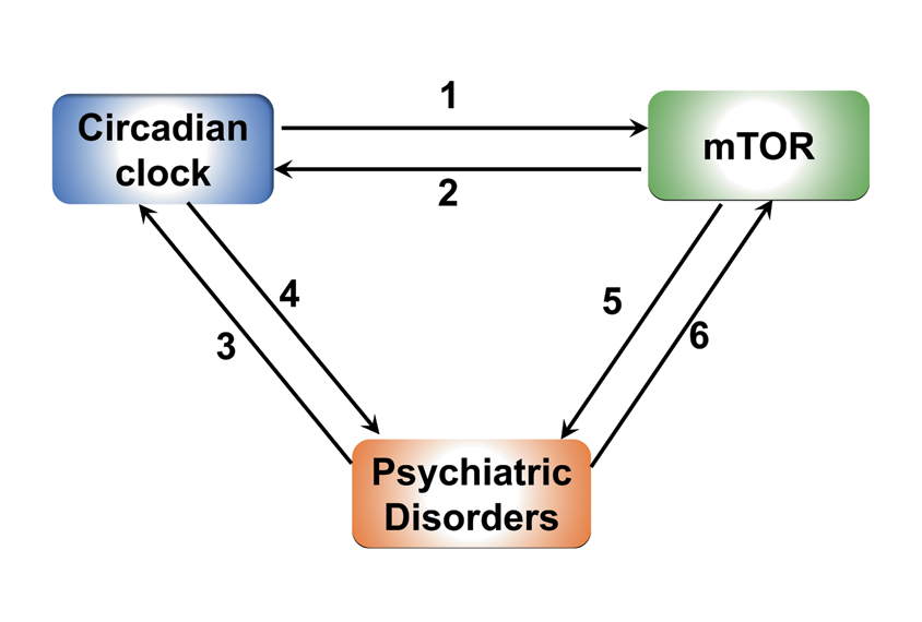A diagram illustrating the multi-directional relationship between circadian rhythm and mTOR pathways. 
