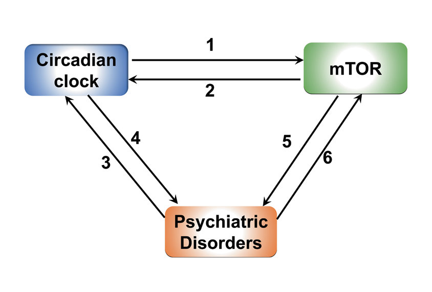 A diagram illustrating the multi-directional relationship between circadian rhythm and mTOR pathways.