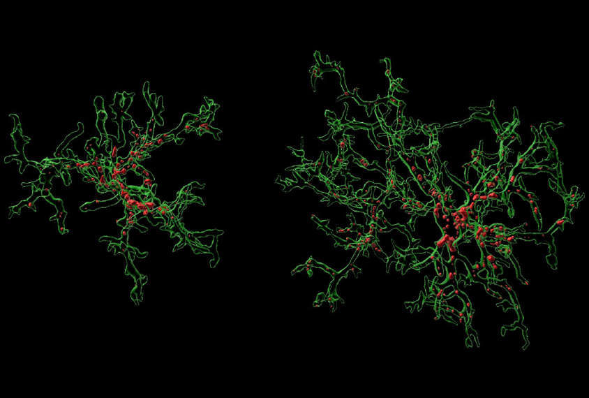 3D reconstruction of mice microglia in green against a black background.