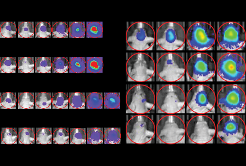 A composite of many scans of mice illustrating the effectiveness of an experimental drug.