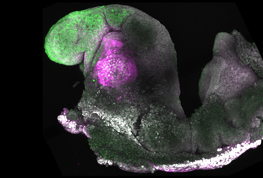 Image of a synthetic mouse embryo.