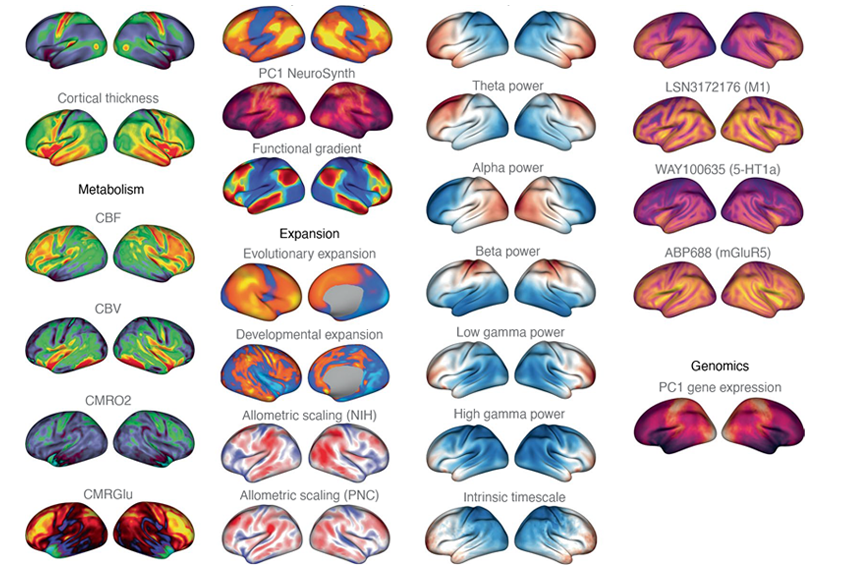 An array of brain maps.