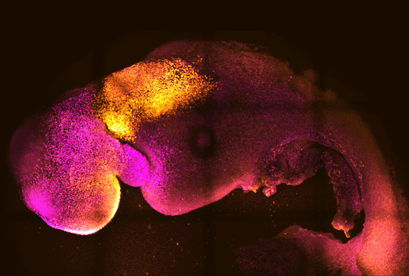Image of a synthetic mouse embryo.