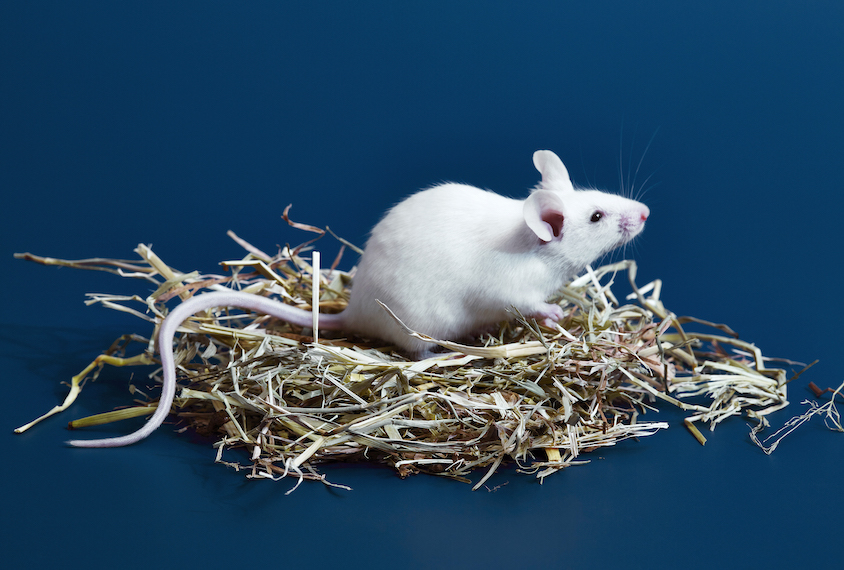 Photograph of a mouse nesting in a pile of hay.