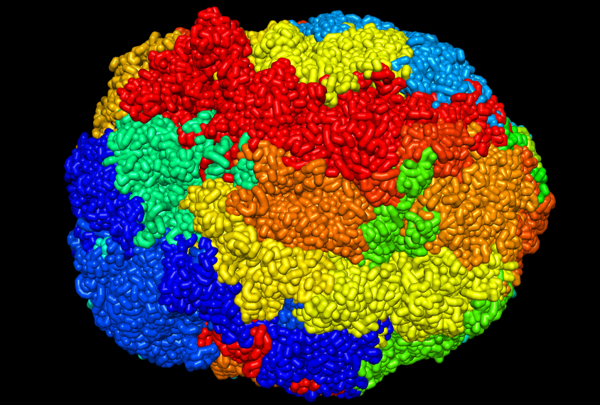 Three-dimensional structure of cells in the cerebellum.