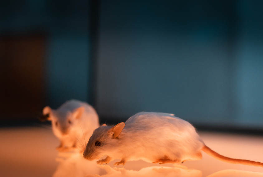 White laboratory mice isolated on orange luminous glass surface.