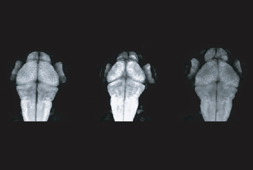 Three scans of zebrafish brains.