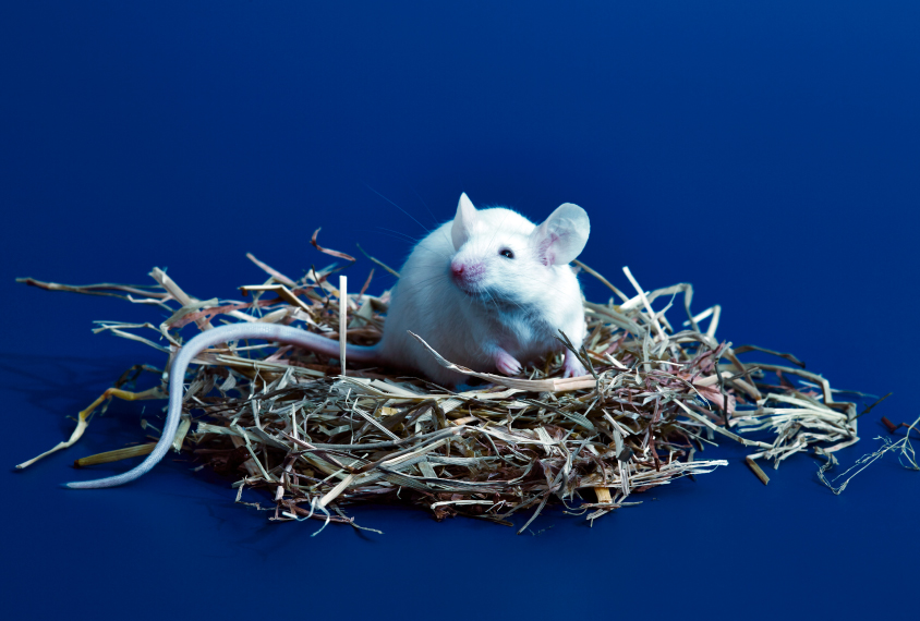 A white mouse sits on a nest against a blue background.